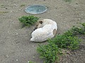 A dog in front of Dublin Corporation Building