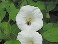 Bee in a flower