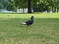 A pigeon in Hyde Park